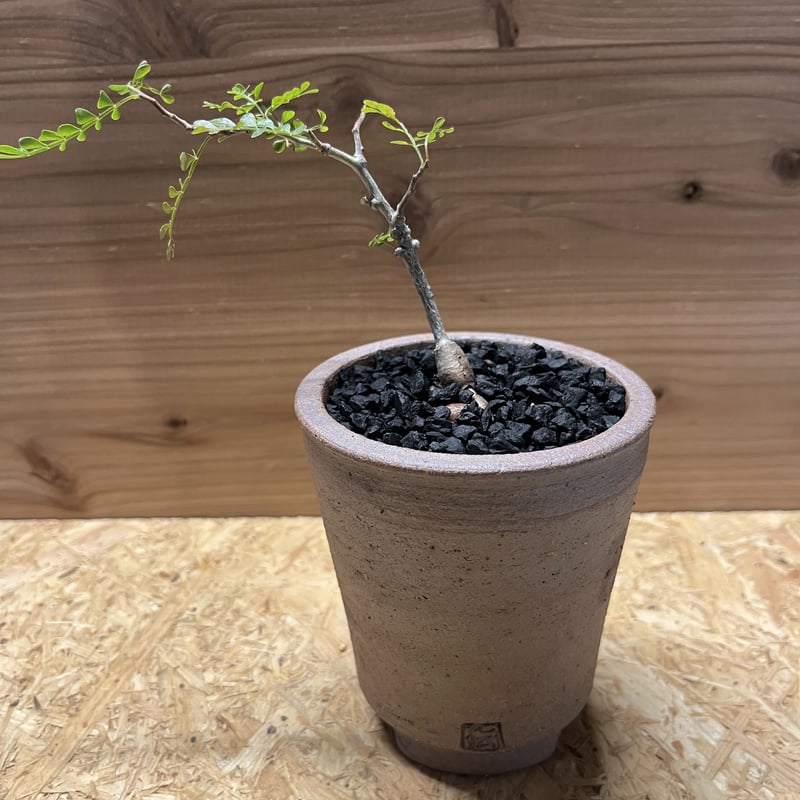 オペルクリカリア パキプス 現地球✖️SRL伝市鉢 オペルクリカリア パキプス 現地球✖️SRL伝市鉢 - メルカリ