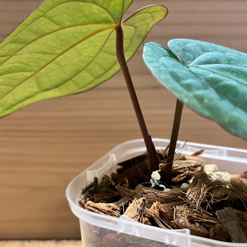 アンスリウム　レッドダークフェニックス × アントラキイ アンスリウム アントラキー×レッドダークフェニックス | GREEN LUCK