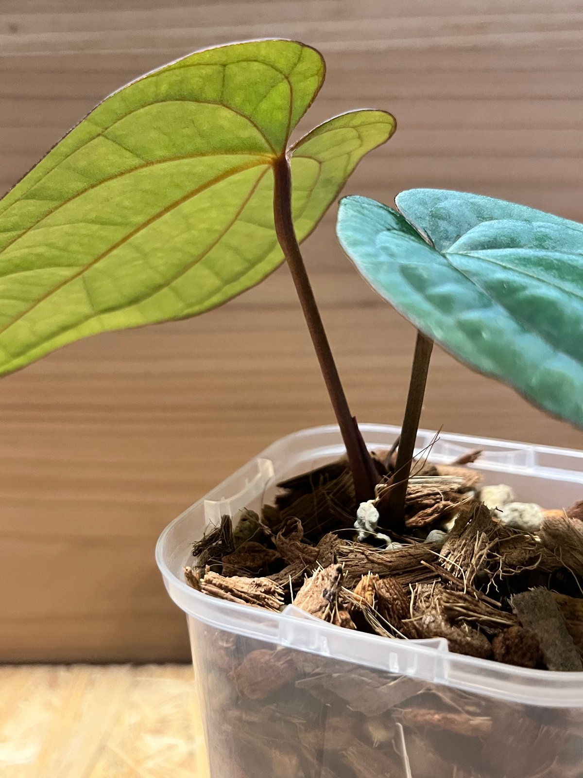 アンスリウム　レッドダークフェニックス × アントラキイ 🌱Anthurium 'Red Dark Phoenix' 🌱 #aroid #Anthurium