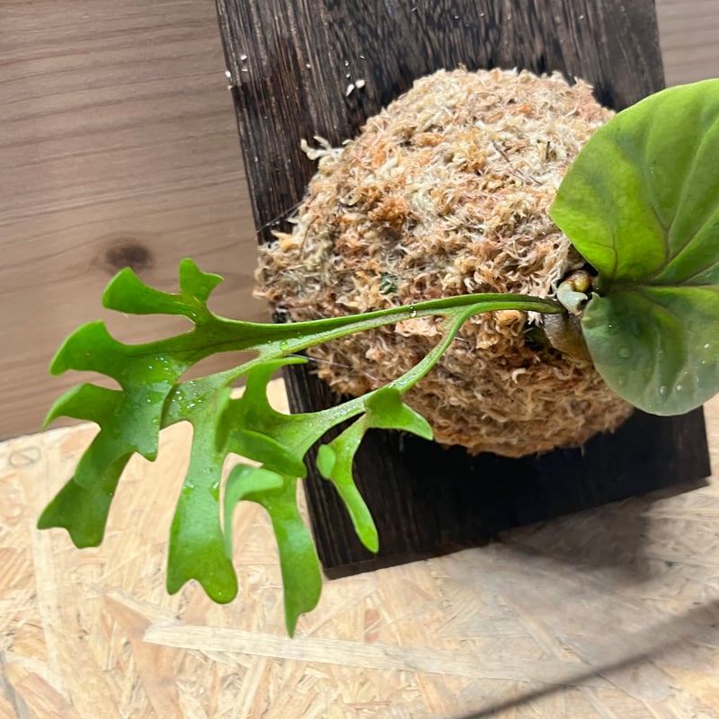 ビカクシダ リドレイ スレンダータグホーン | GREEN LUCK