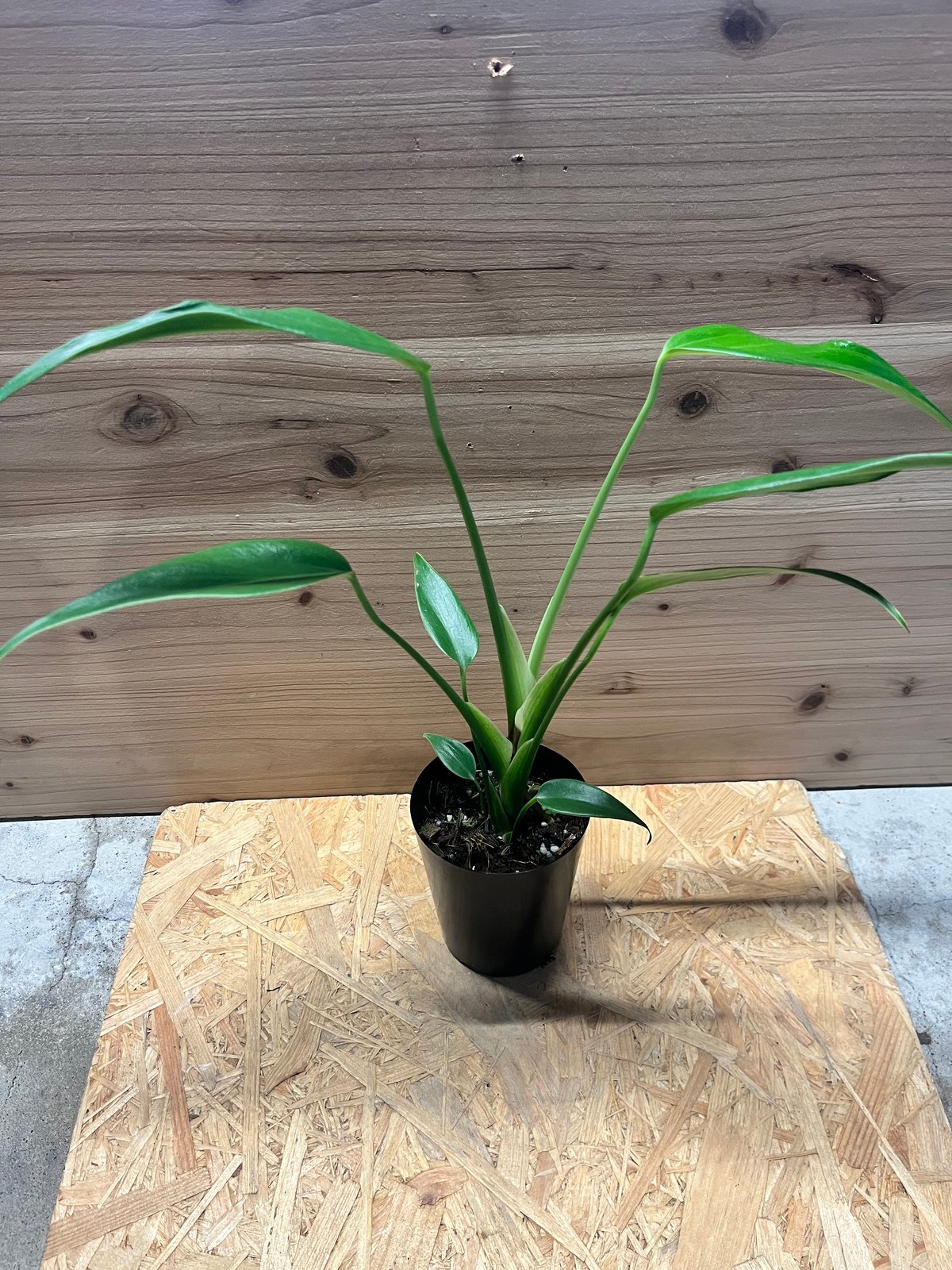 モンステラ バールマルクスフレーム | GREEN LUCK