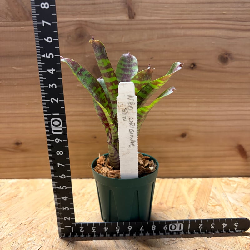 ネオレゲリア 'オリジナルシン' | GREEN LUCK