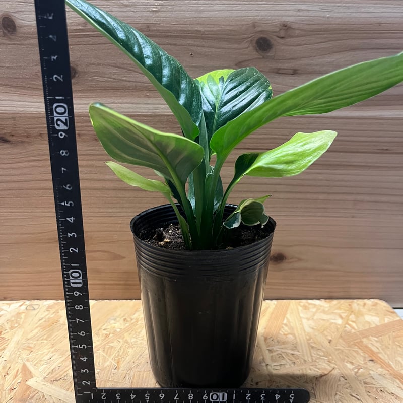 スパティフィラム センセーション 黄斑 | GREEN LUCK