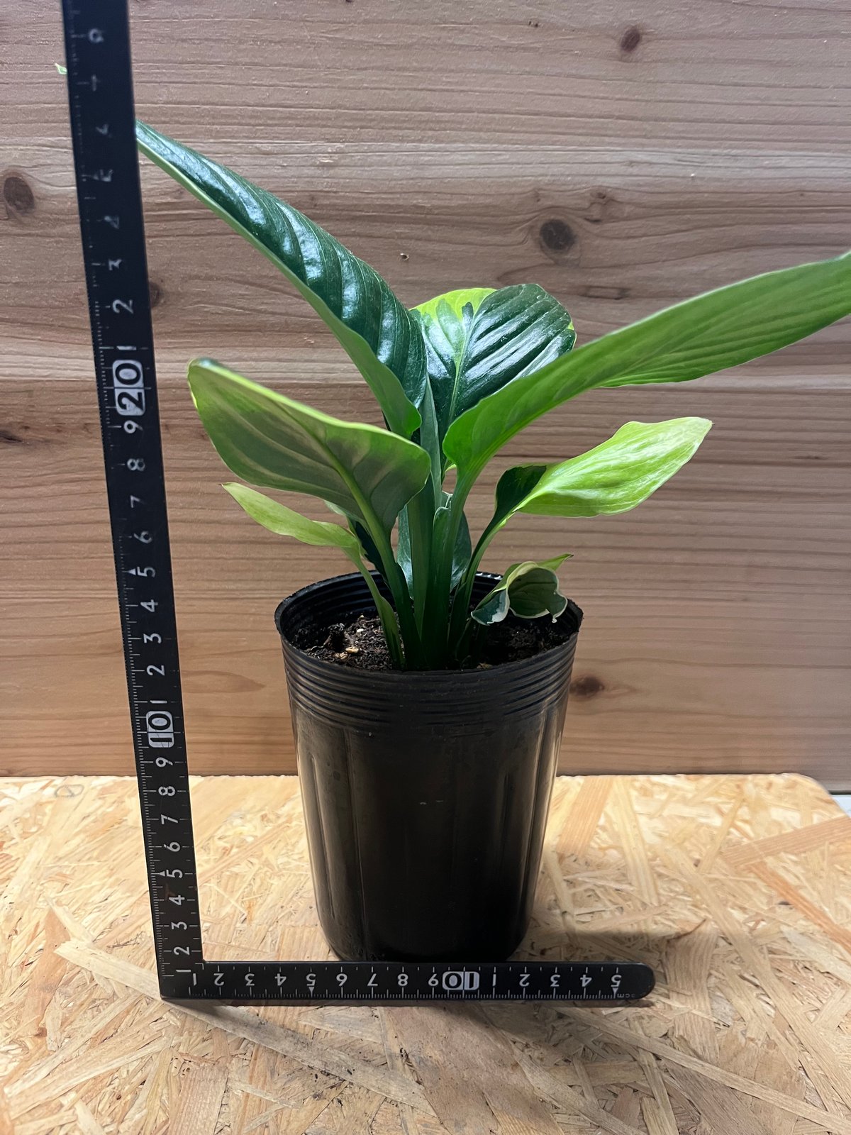 斑入りモンステラ　【鉢ごと】+ スパティフィラム子株 3株 PLANCHU 観葉植物 スパティフィラム ドミノ 6号鉢 受け皿付き