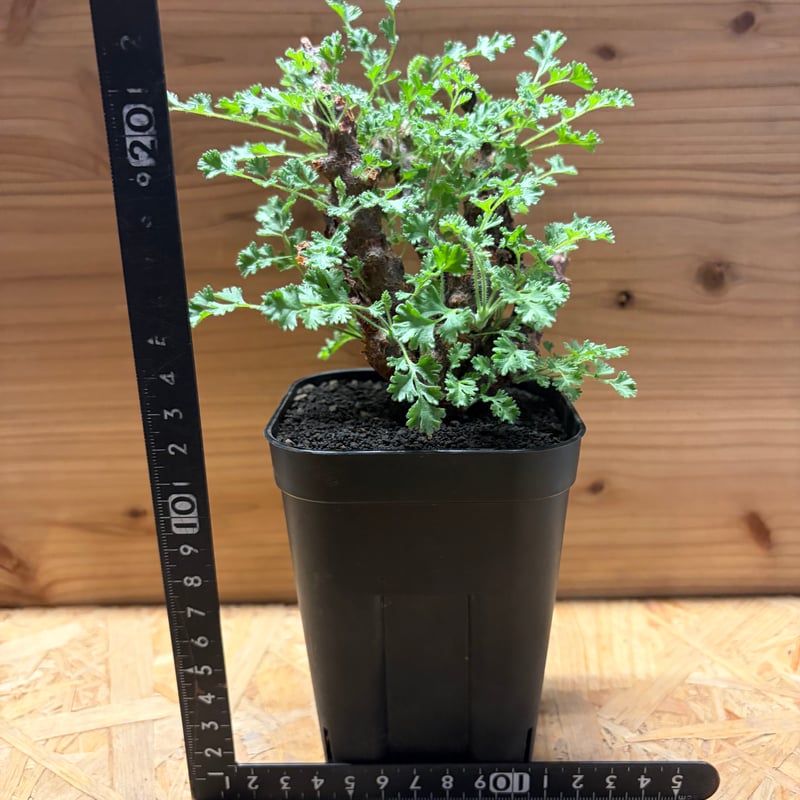 ペラルゴニウム アルテルナンス | GREEN LUCK