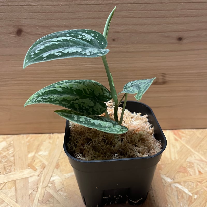 スキンダプサス　トリカラー　ダークフォーム　A10 その他観葉植物