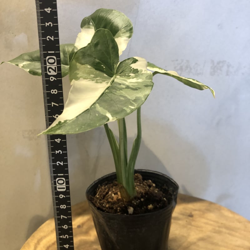 斑入り クワズイモ アロカシア オドラ | GREEN LUCK