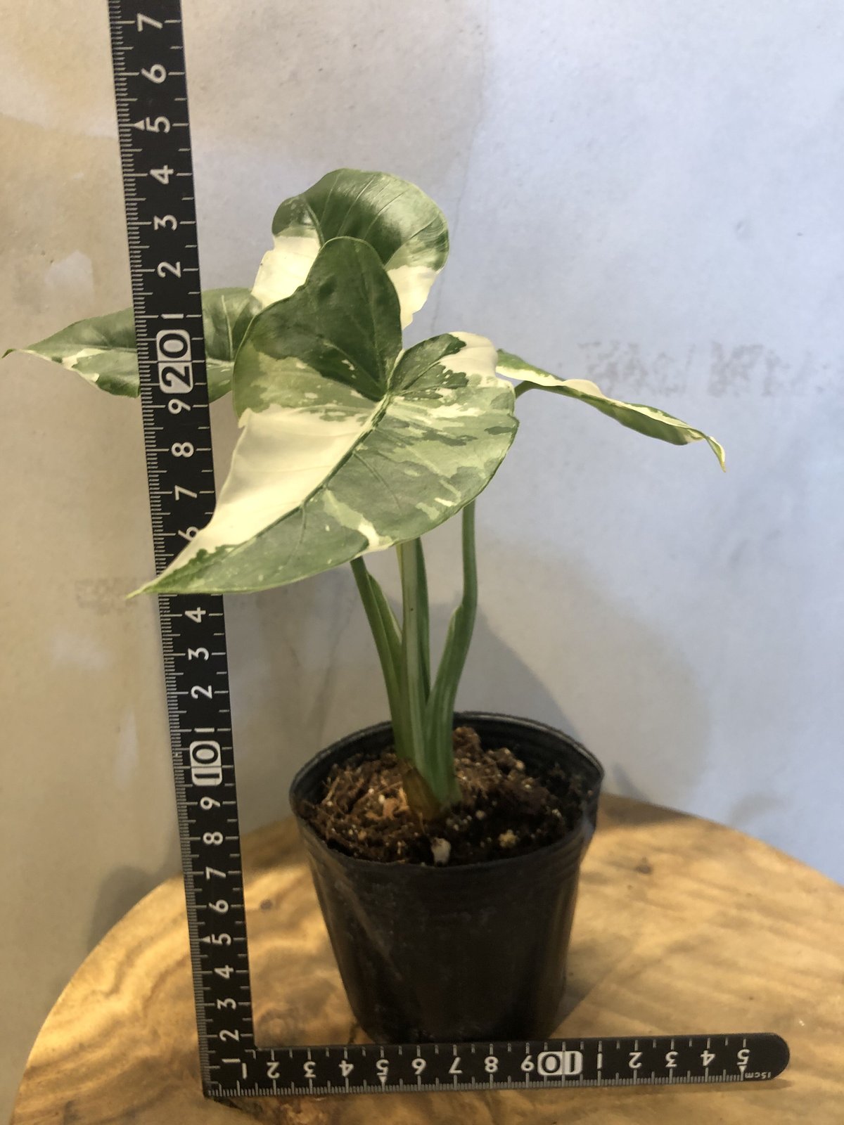 斑入り クワズイモ アロカシア オドラ | GREEN LUCK