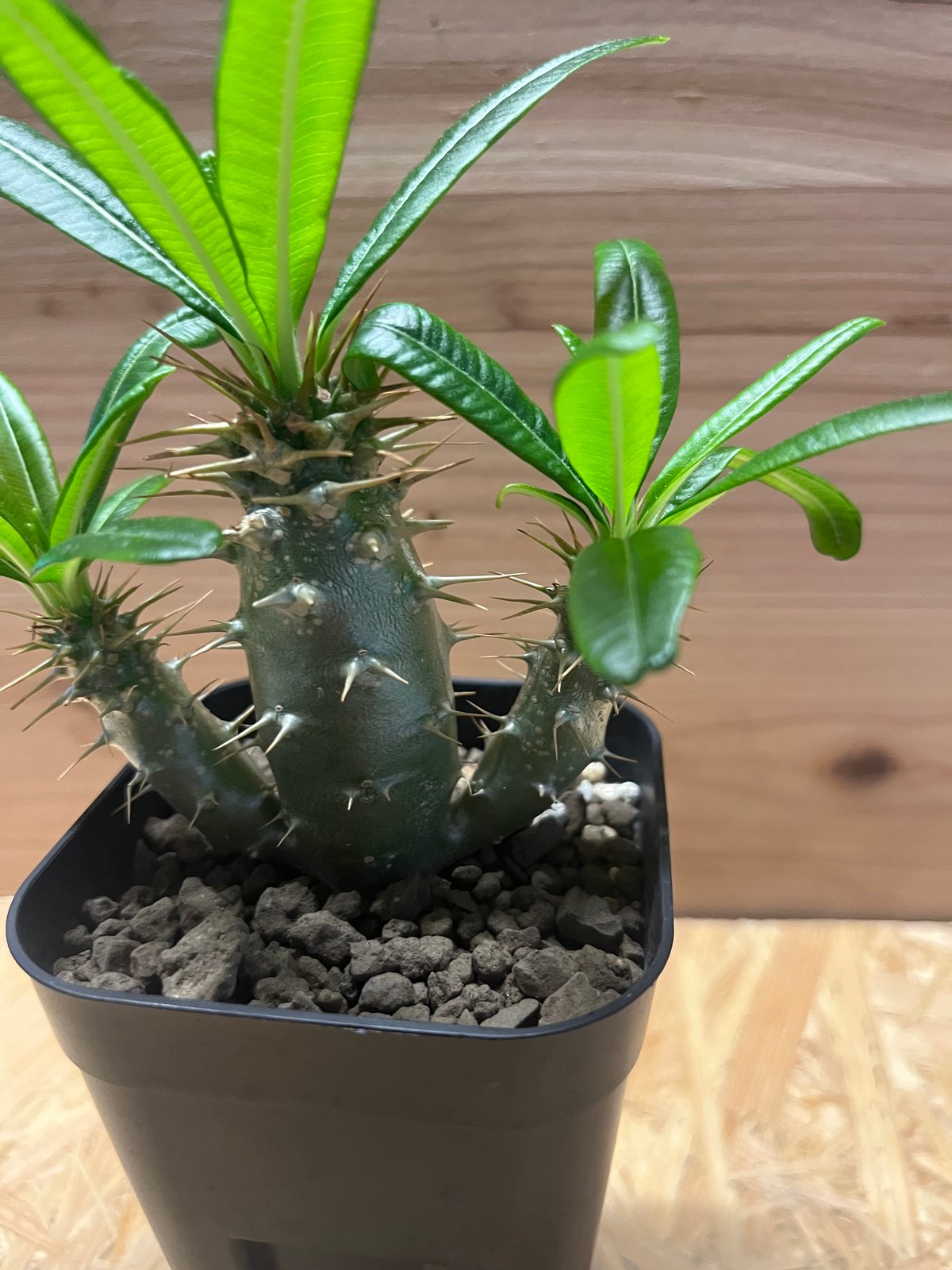 パキポディウム　アンボンゲンセ パキポディウム アンボンゲンセ 3頭 | GREEN LUCK