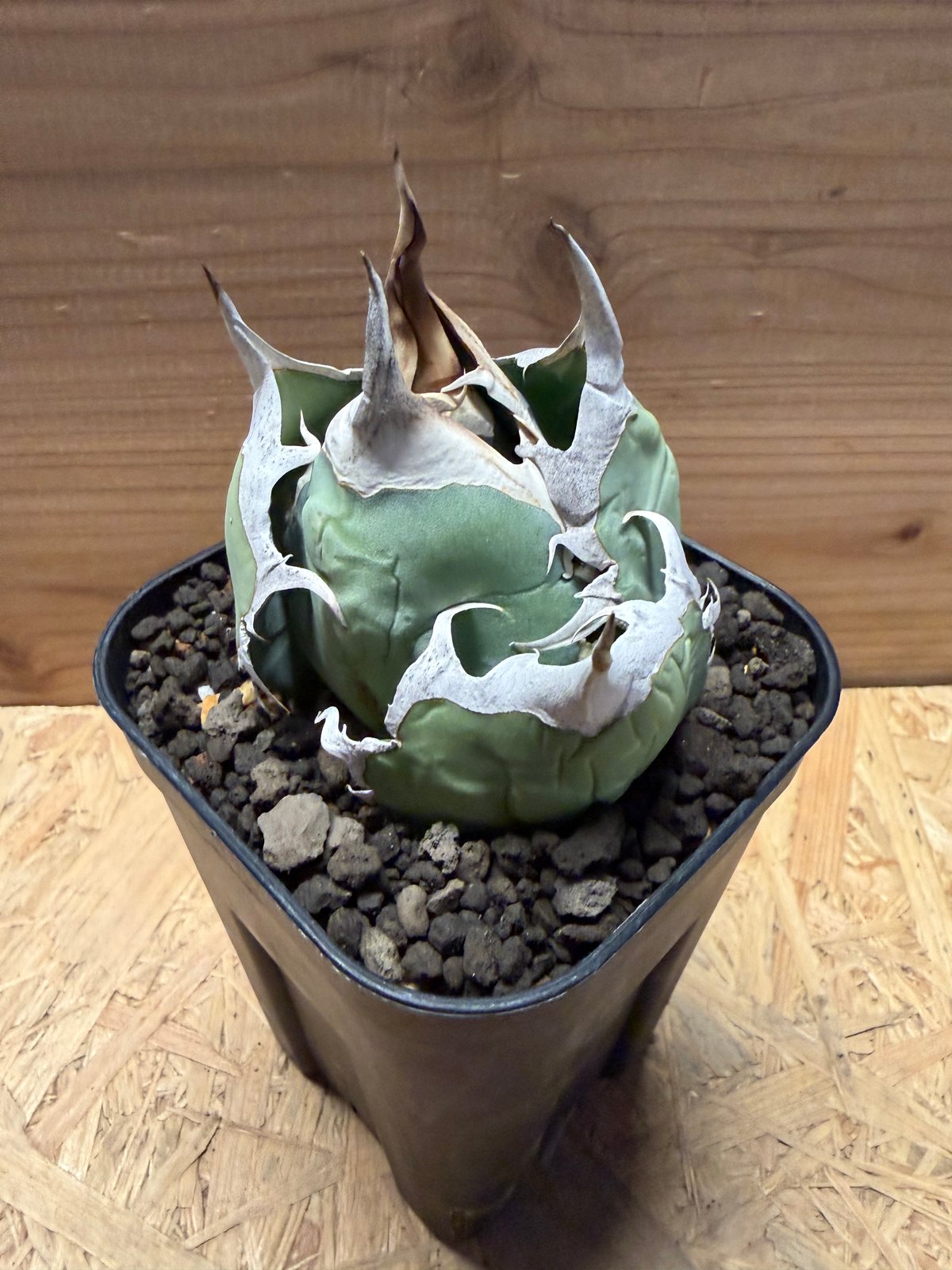 アガベ オテロイ オアハカ | GREEN LUCK