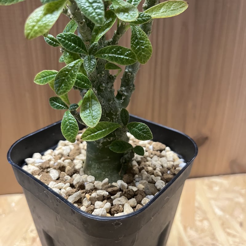 ドルステニア ギガス | GREEN LUCK