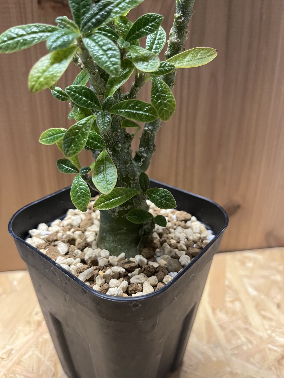 ドルステニア ギガス | GREEN LUCK