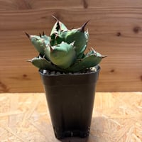 アガベ ホリダ 陽炎タイプ | GREEN LUCK