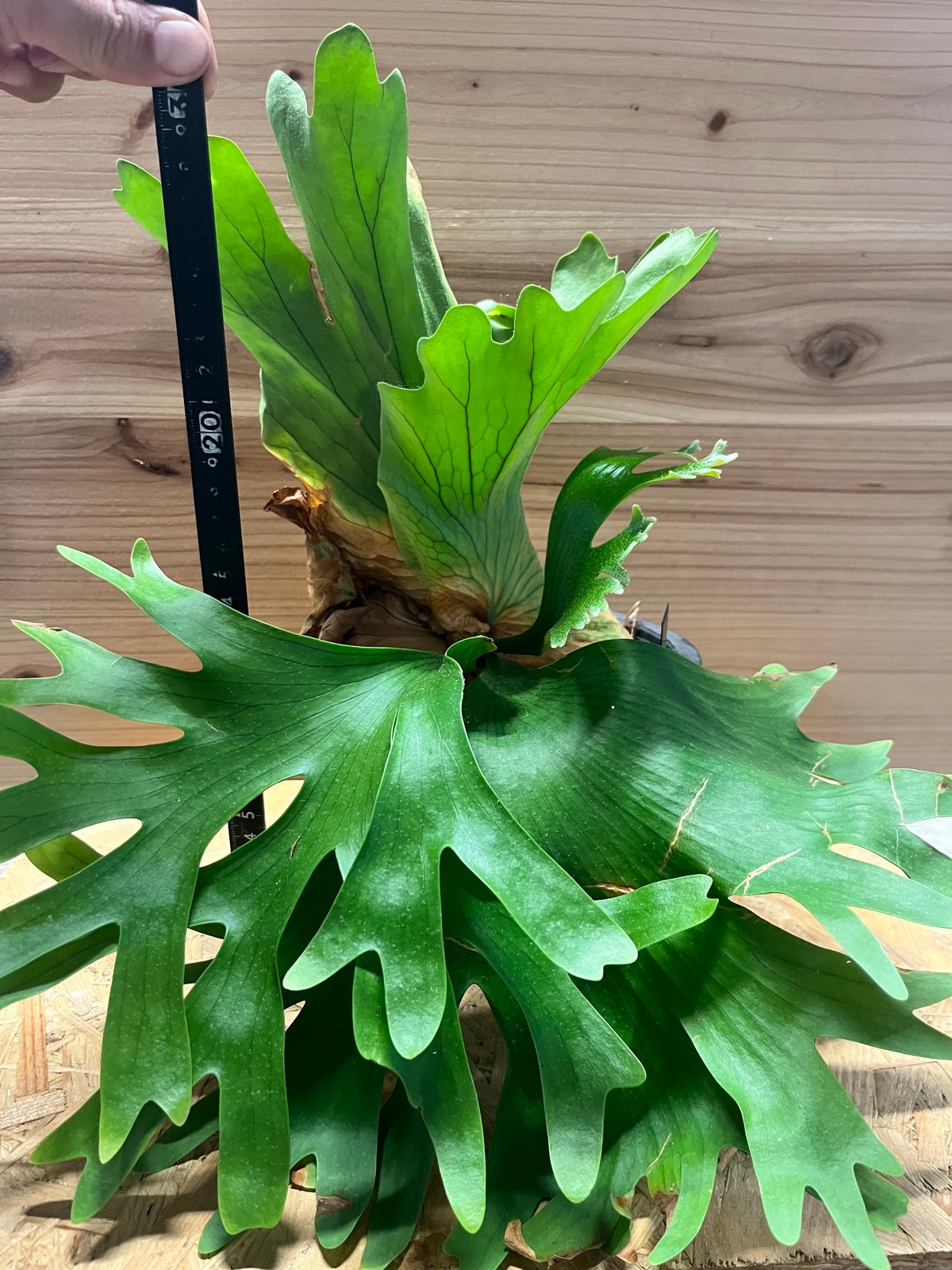 ビカクシダ コロナリウム カーソン | GREEN LUCK