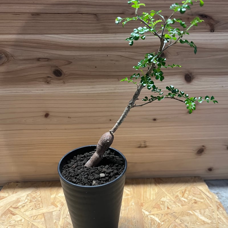 オペルクリカリア デカリー | GREEN LUCK