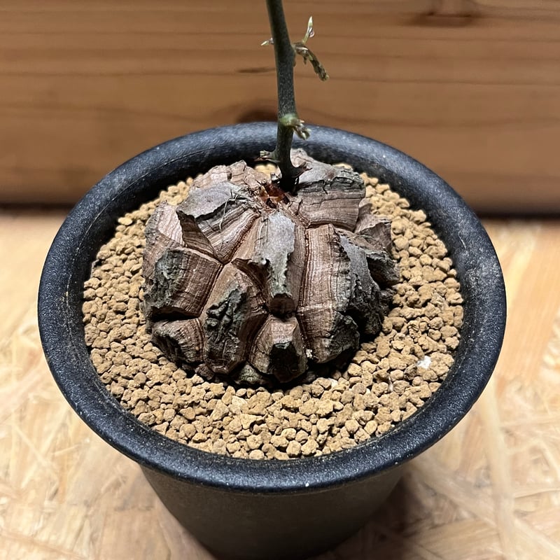 ディオスコレア エレファンティペス 亀甲竜 | GREEN LUCK