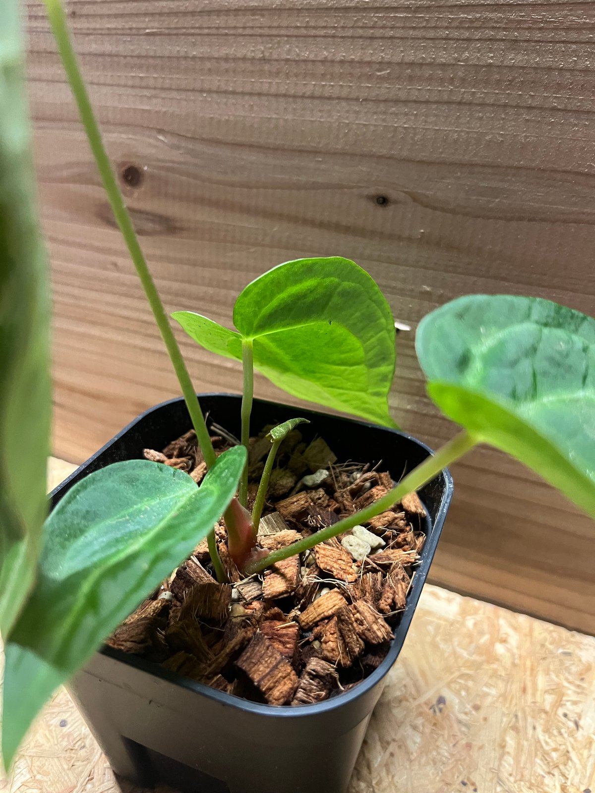 アンスリウム マグニフィカム | GREEN LUCK