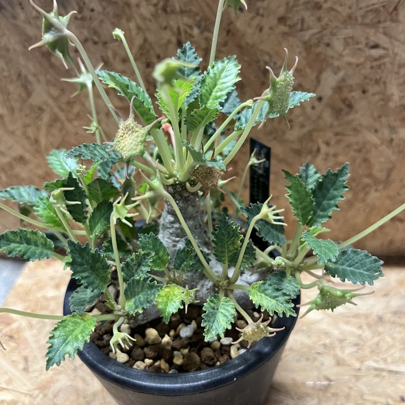 ドルステニア ホルウッディ | GREEN LUCK