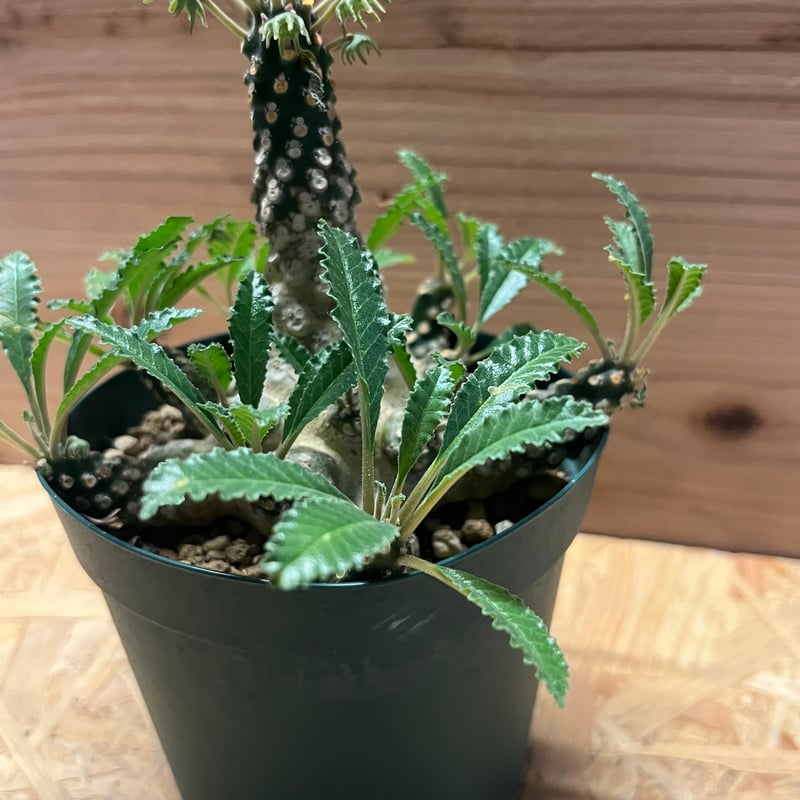 ドルステニア ラブラニー | GREEN LUCK