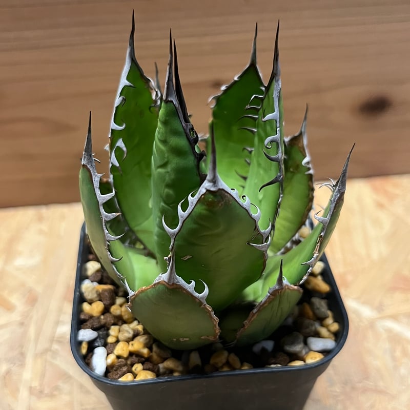 アガベ ホリダ | GREEN LUCK