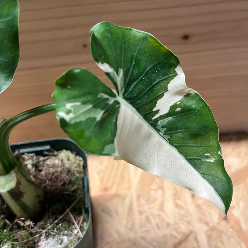 斑入りクワズイモ アロカシア オドラ オキナワシルバー | GREEN LUCK