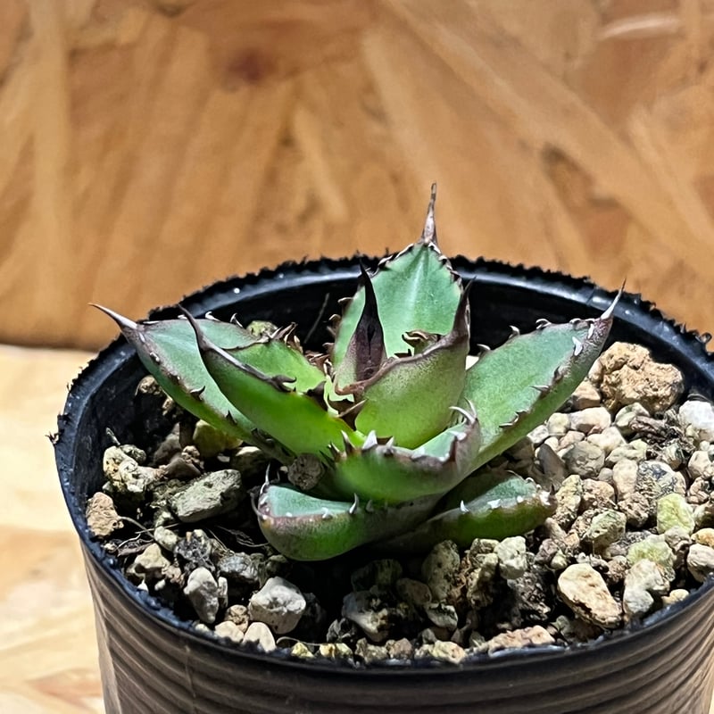 アガベ ホリダ 実生 | GREEN LUCK