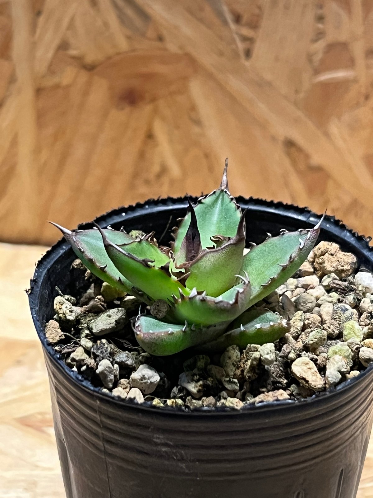 アガベ ホリダ 実生 | GREEN LUCK