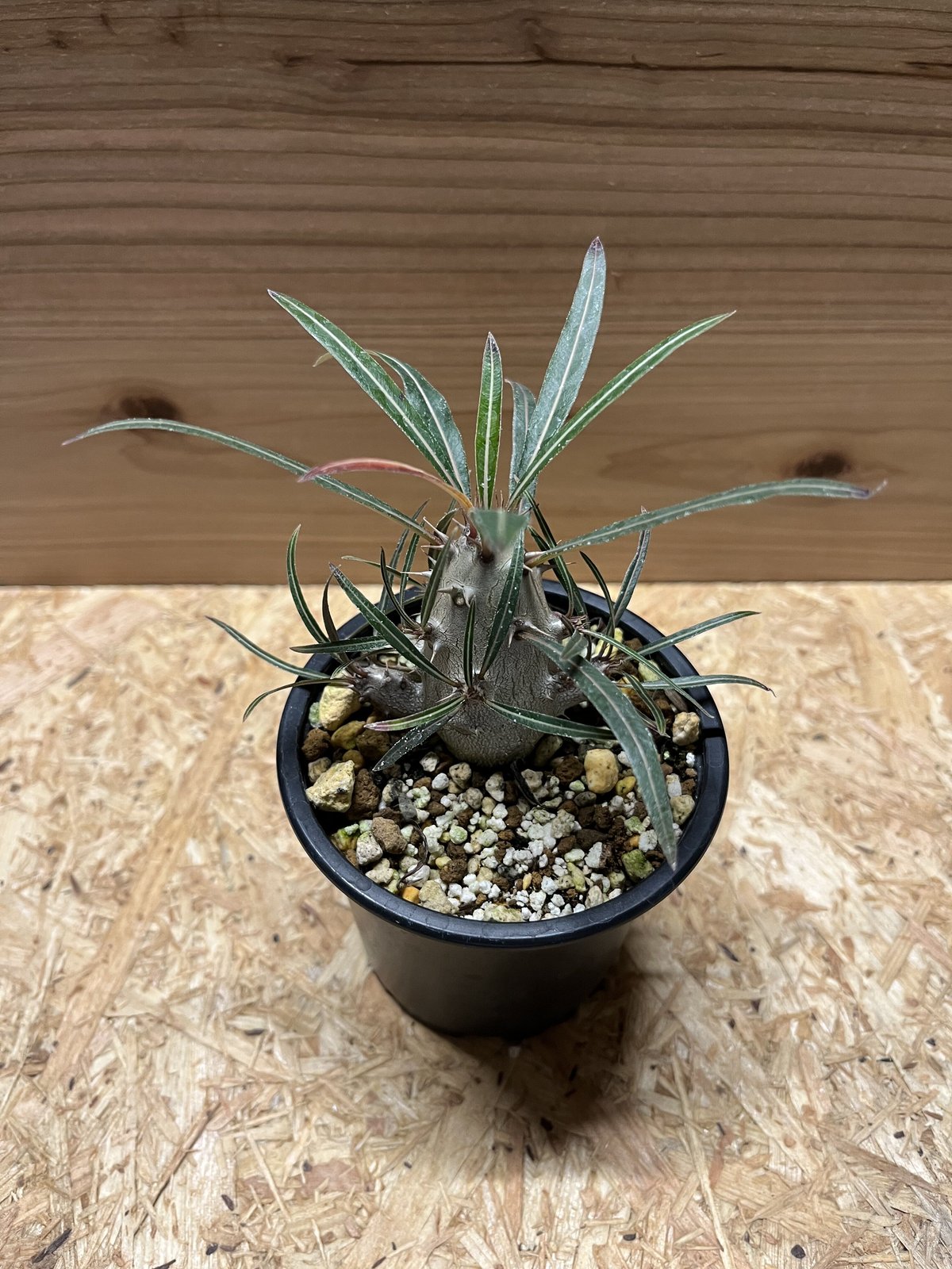 パキポディウム カクチペス | GREEN LUCK