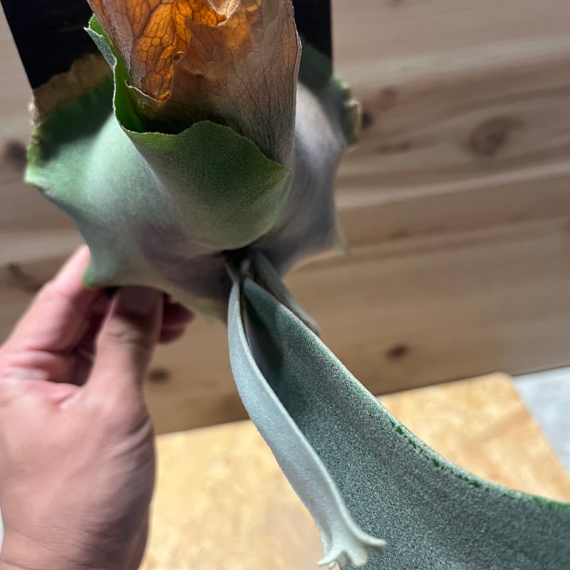 綴化(石化) ？ dwarf tatsuta スポア株 ドワーフタツタ 2025年最新】ビカクシダ ドワーフタツタの人気アイテム - メルカリ