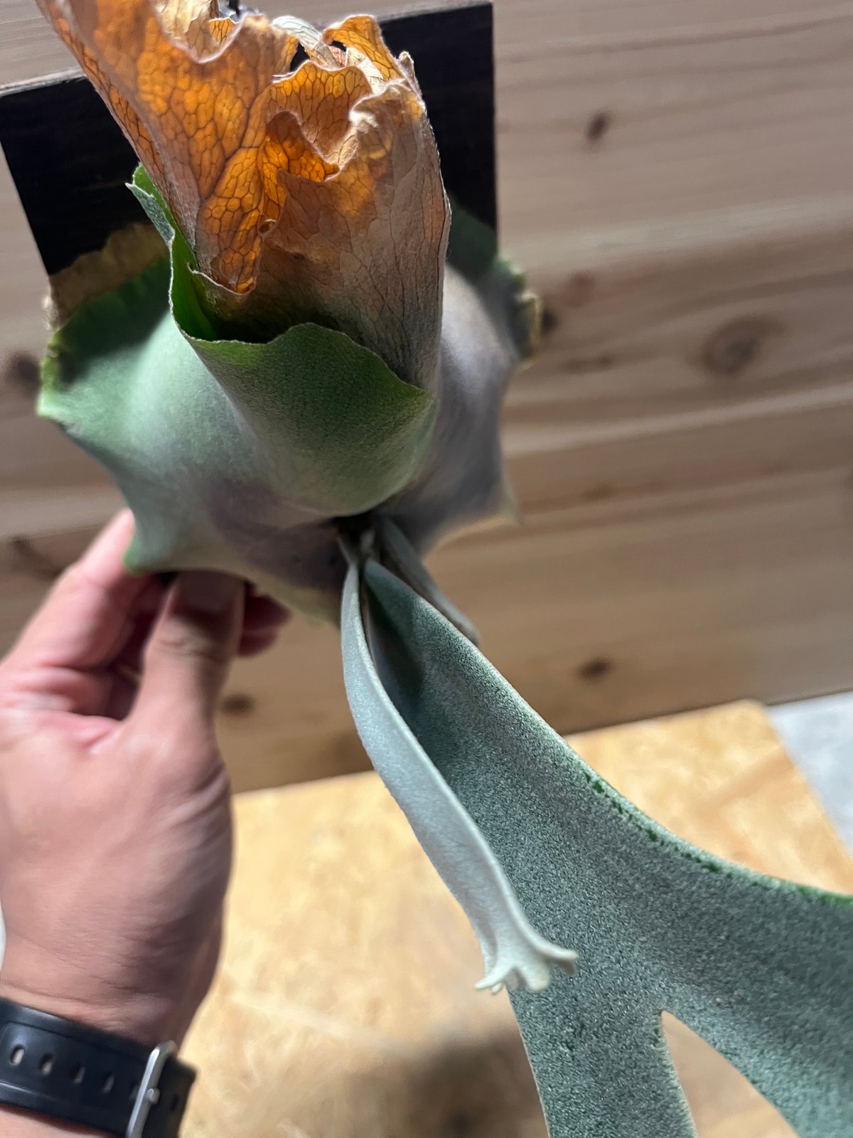 綴化(石化) ？ dwarf tatsuta スポア株 ドワーフタツタ ドワーフタツタ