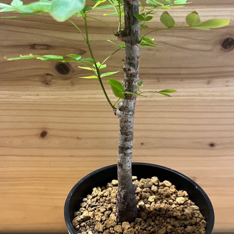 オペルクリカリア ボレアリス | GREEN LUCK