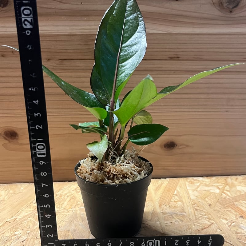 アンスリウム　ブラックドラゴン【斑入】 アンスリウム フーケリー 'ブラックドラゴン' | GREEN LUCK