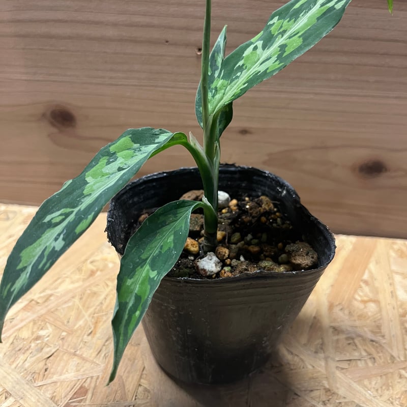 アグラオネマ ピクタム トリカラー エウレカ | GREEN LUCK