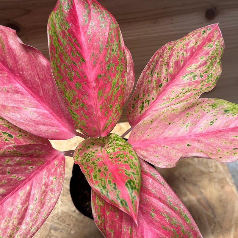 アグラオネマ クワック サブ | GREEN LUCK