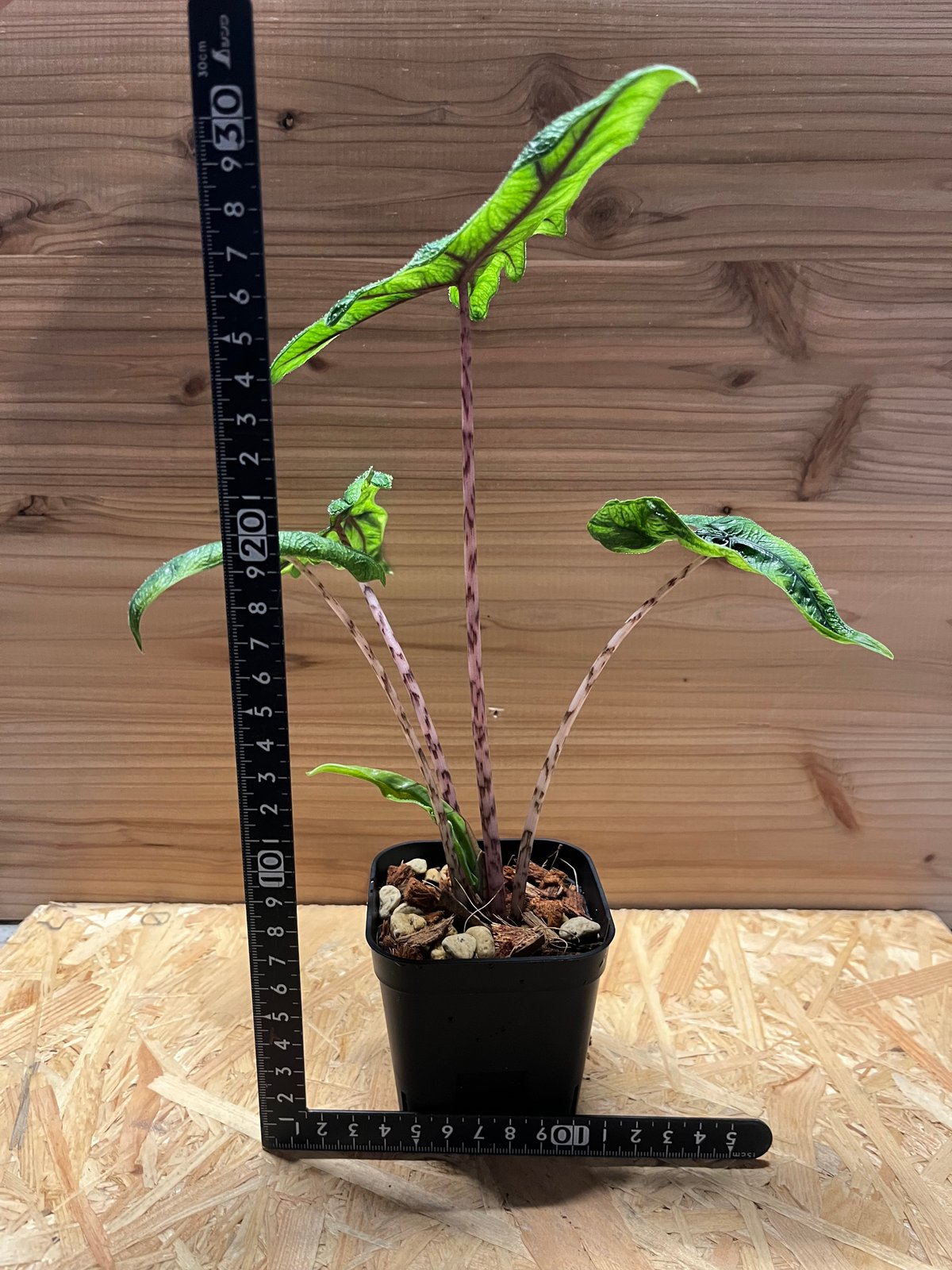 fit=scale-down,w=1200