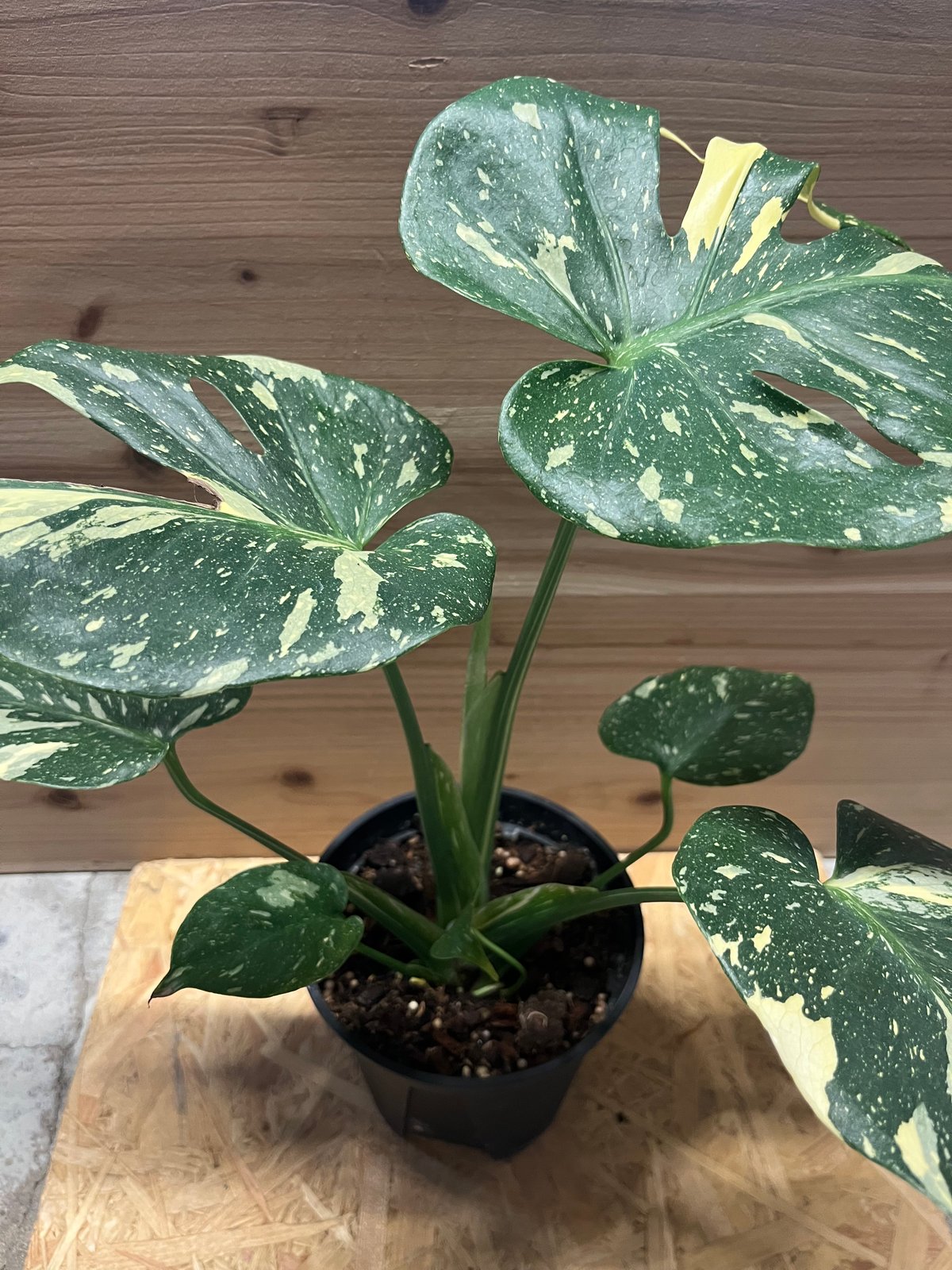 斑入り　モンステラ　デリシオーサ モンステラ：デリシオーサ 斑入り（実生株） 5号24-03 の通販