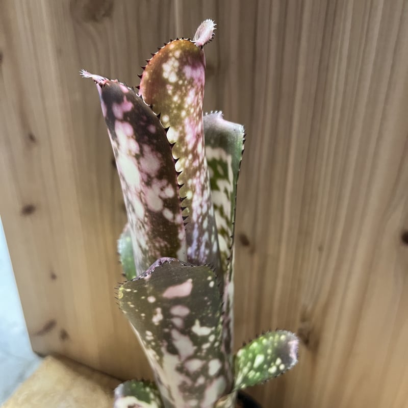 ビルベルギア・メリーモナーク Billbergia Merrie Mo ビルベルギア メリーモナーク | GREEN LUCK