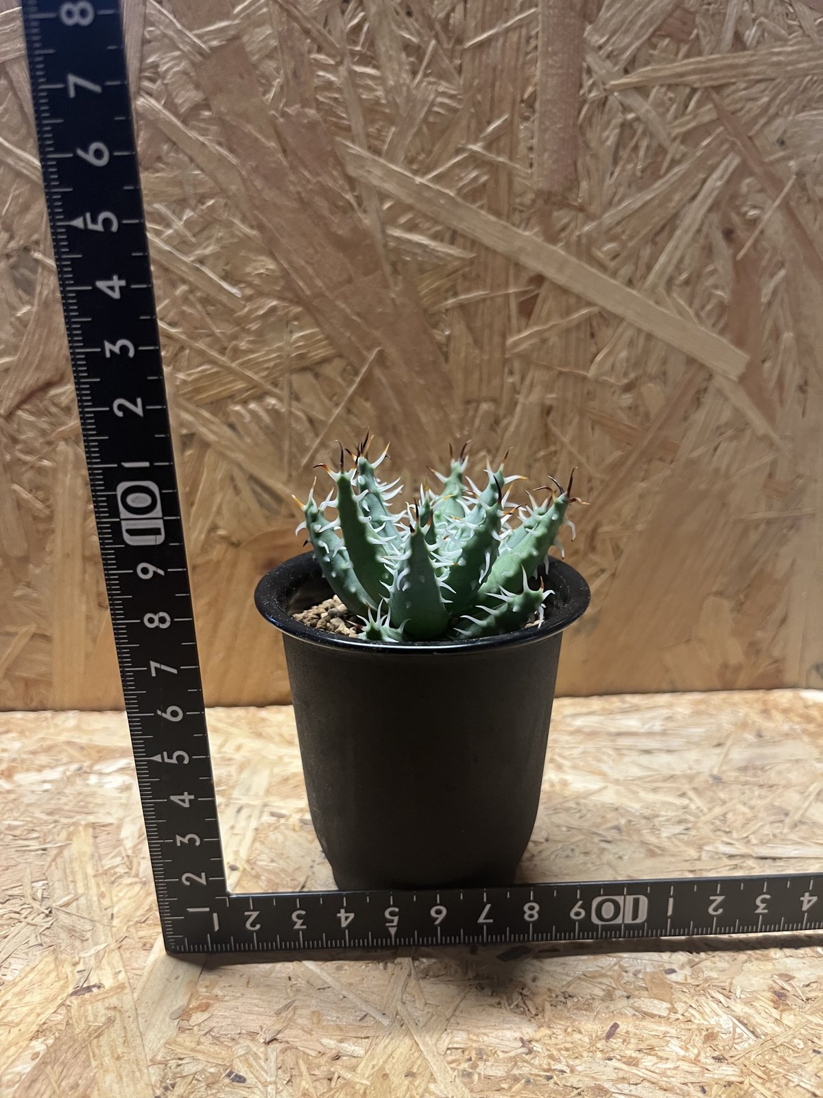 アロエ エリナケア | GREEN LUCK