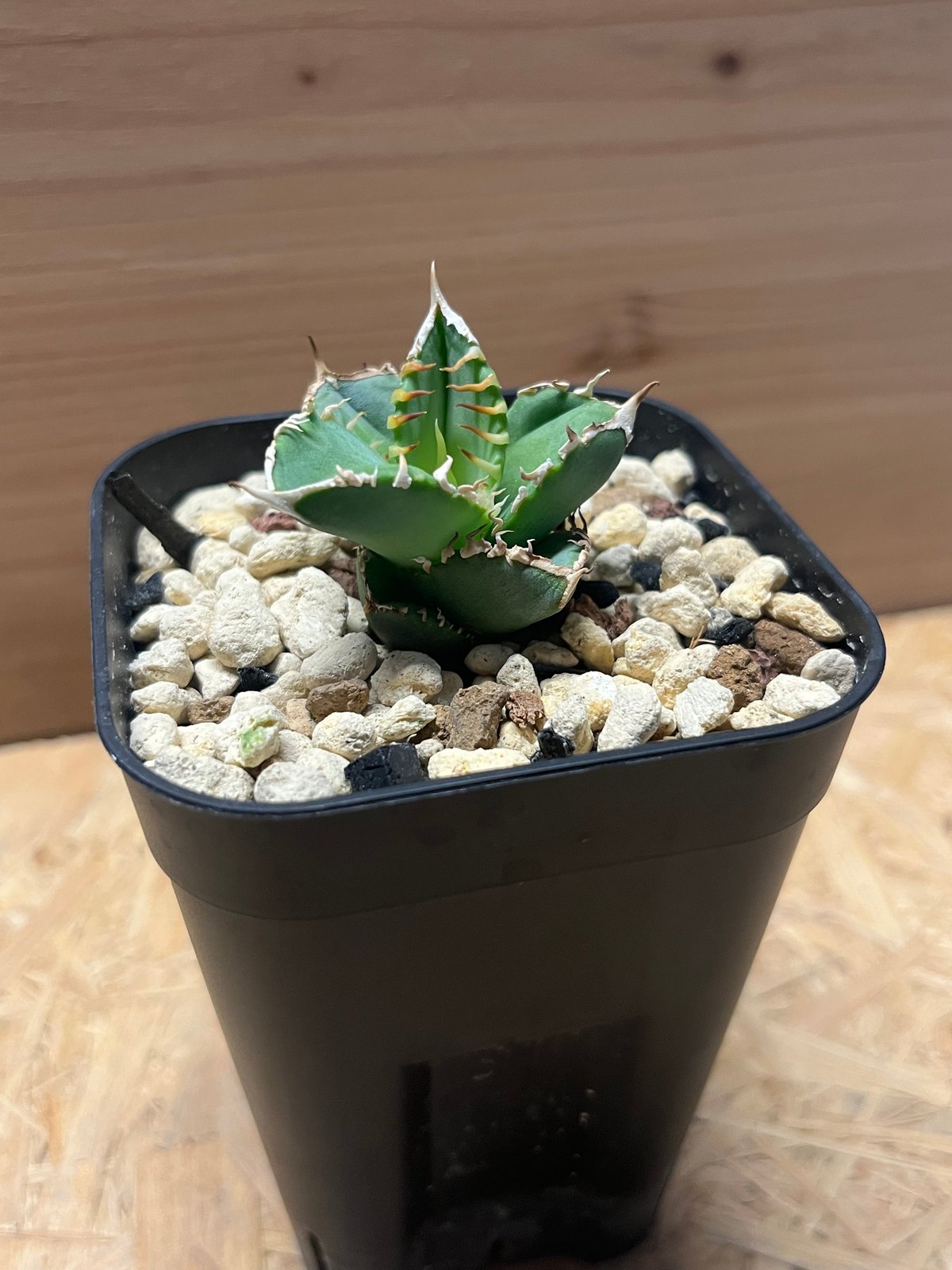 w*s様 アガベ　チタノタ　白毫刺 アガベ チタノタ 白毫刺 | GREEN LUCK