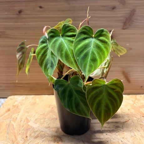 フィロデンドロン | STORES