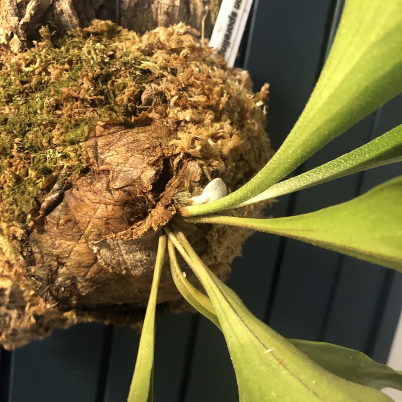 ビカクシダ ヒリーcv ドラゴン | GREEN LUCK