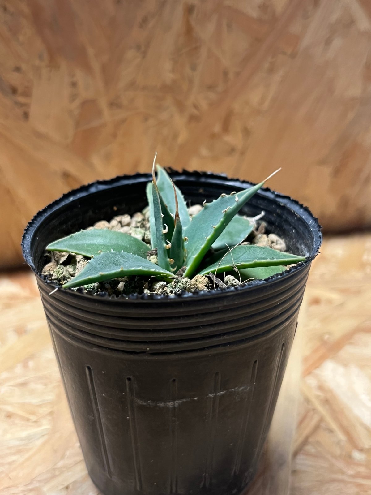 アガベ ユタエンシス エボリスピナ 実生 | GREEN LUCK