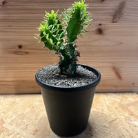 アデニア グロボーサ | GREEN LUCK