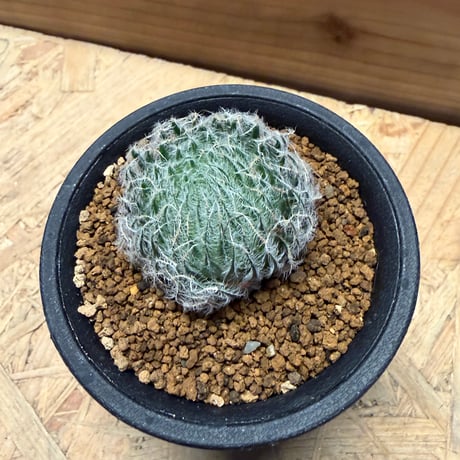 ハオルチア　オデッタエ