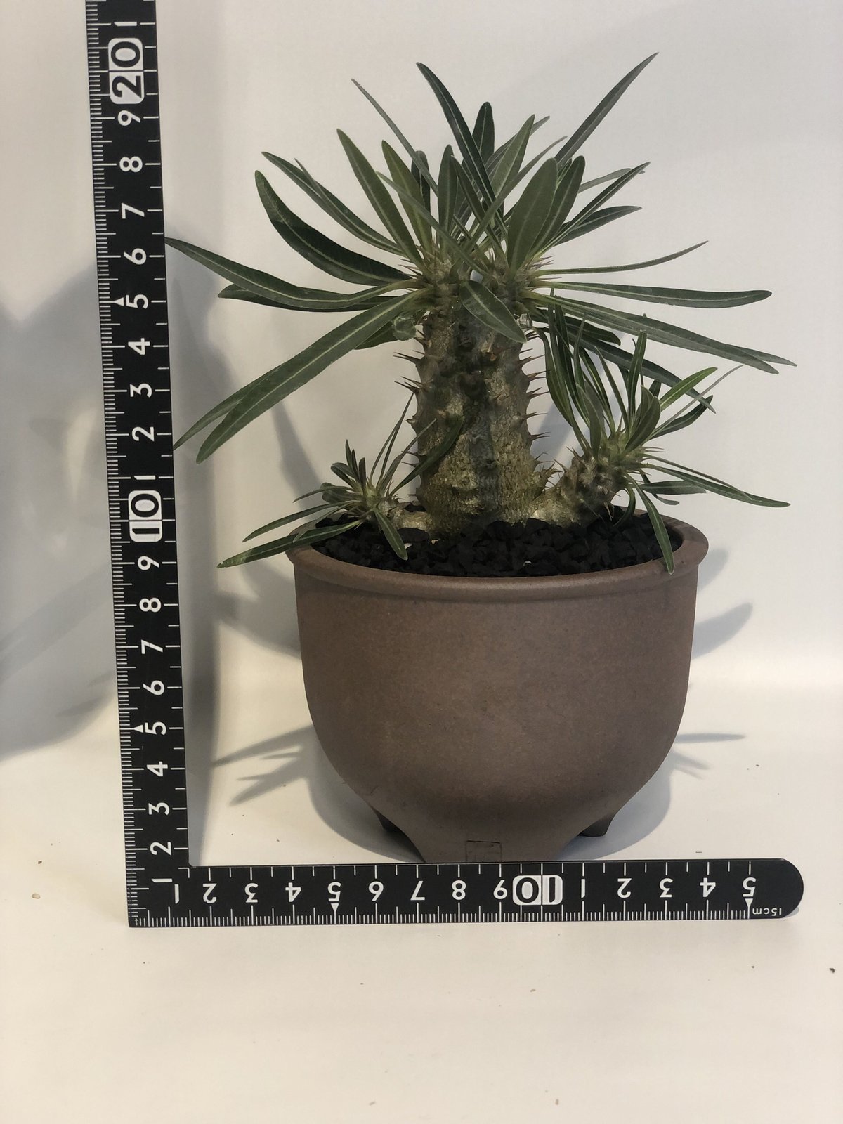 パキポディウム グラキリス 実生 | GREEN LUCK