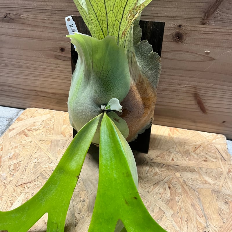 ビカクシダ ウィリンキー 'ロジャーナ' | GREEN LUCK