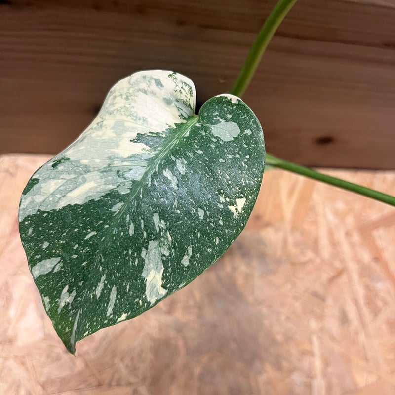 モンステラ　タイコンステレーション　極斑入り モンステラ タイコンステレーション 極斑入り