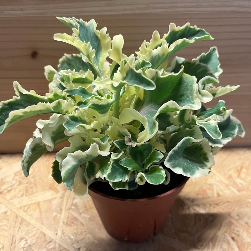 カランコエ ラキニナータ 斑入り | GREEN LUCK