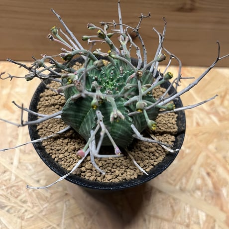 ユーフォルビア　スーパーバリダ　雄株