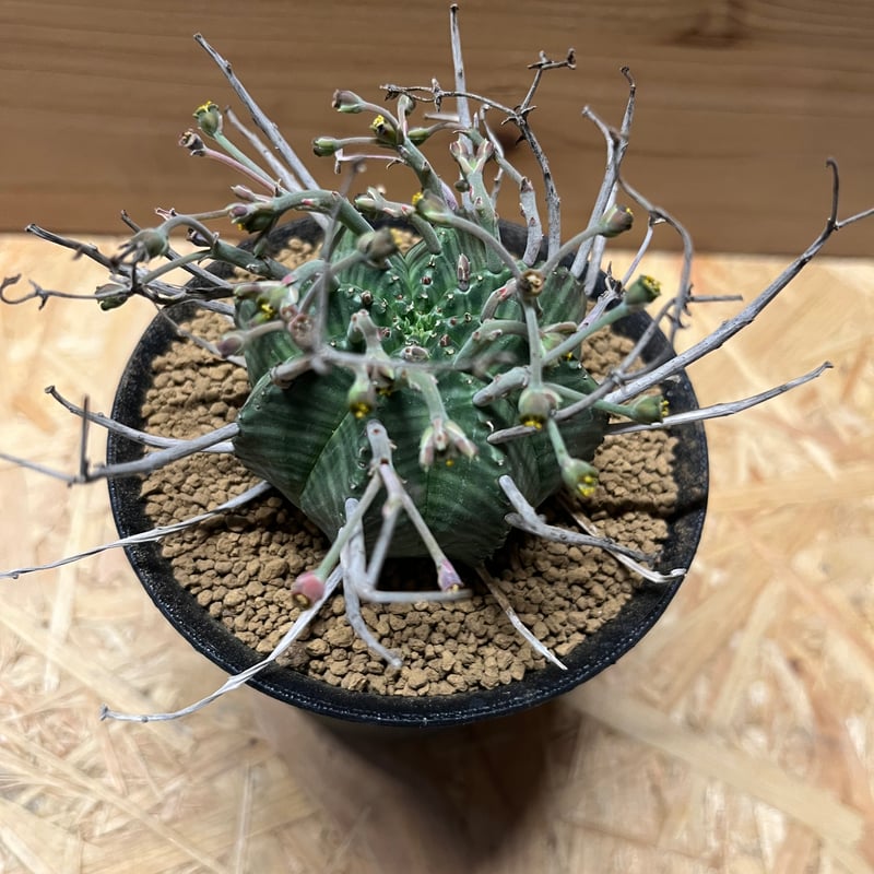 ユーフォルビア スーパーバリダ 雄株 | GREEN LUCK